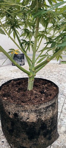 Growreport Bild 28