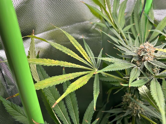 Growreport Bild 3