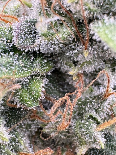 Growreport Bild 10