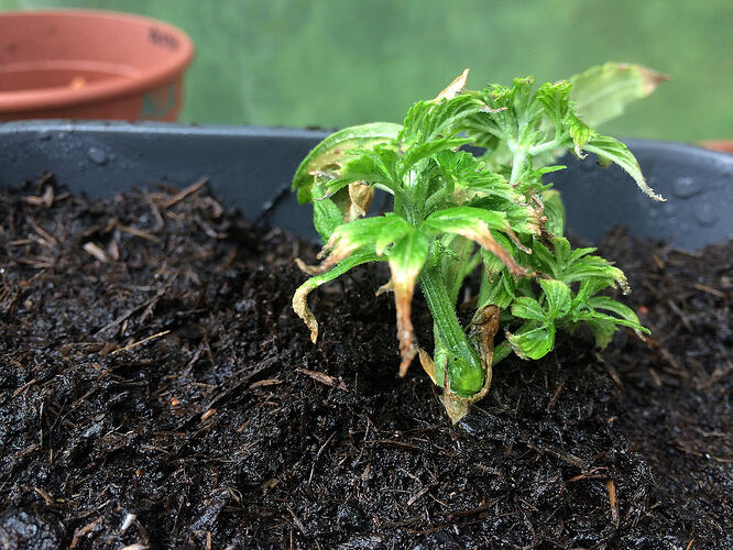 Grow26062802