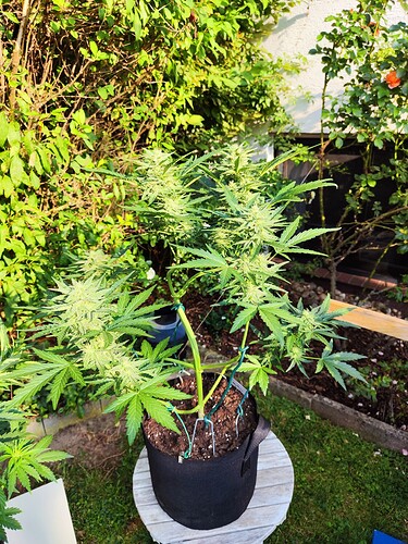 Growreport Bild 19