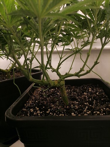 Growreport Bild 38
