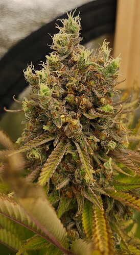 Growreport Bild 5