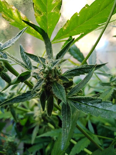 Growreport Bild 4