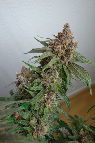 Growreport Bild 4