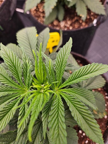 Growreport Bild 26