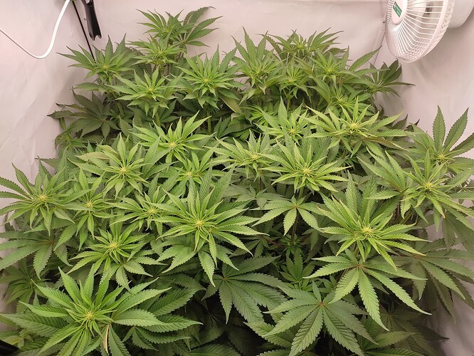 Growreport Bild 7
