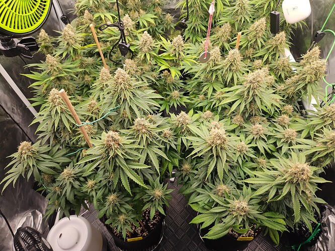 Growreport Bild 30