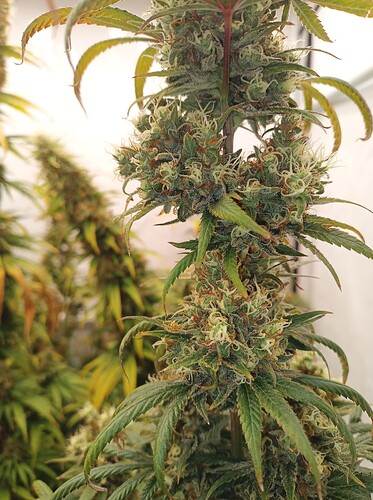 Growreport Bild 4