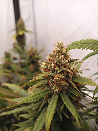 Growreport Bild 18