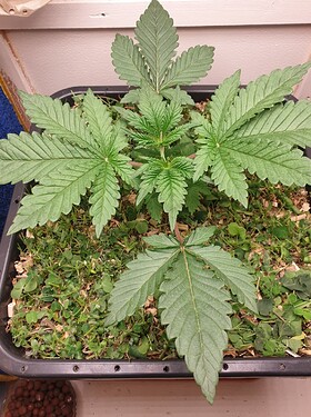 Growreport Bild 2