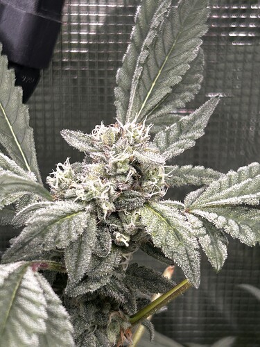 Growreport Bild 41