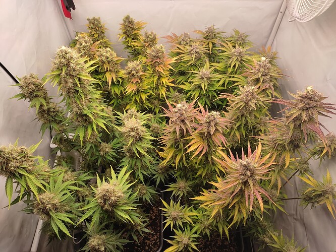 Growreport Bild 33