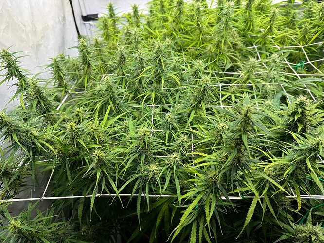 Growreport Bild 3