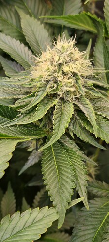 Growreport Bild 39