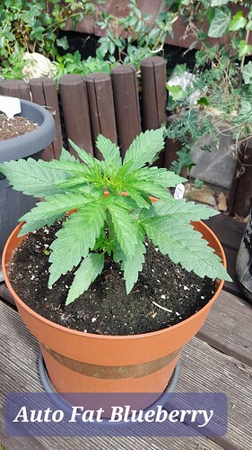 Growreport Bild 15