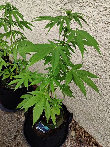 Growreport Bild 15