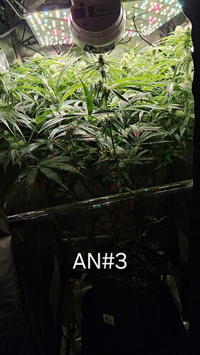 Growreport Bild 7