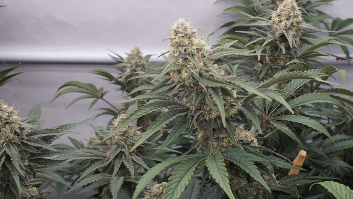 Growreport Bild 8