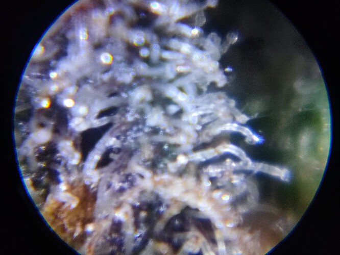 Growreport Bild 65