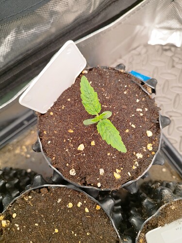 Ein junger Cannabis-Keimling in einem Topf mit Erde, der gerade seine ersten Blätter entwickelt.
