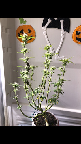 Growreport Bild 55