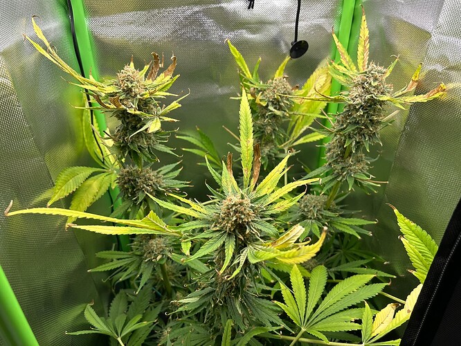 Growreport Bild 1