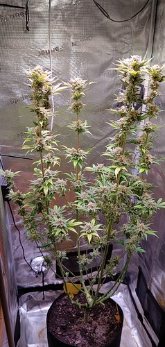 Growreport Bild 1