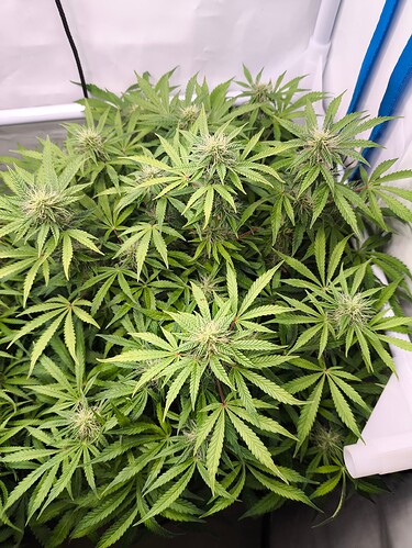 Growreport Bild 3