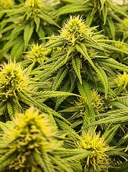 Growreport Bild 77