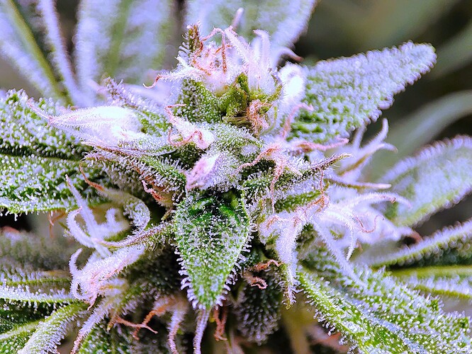 Growreport Bild 17