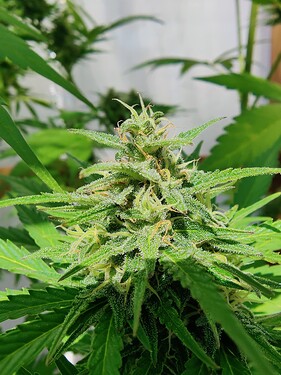Growreport Bild 9