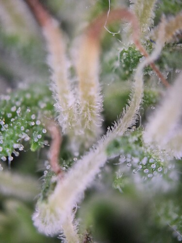 Growreport Bild 7