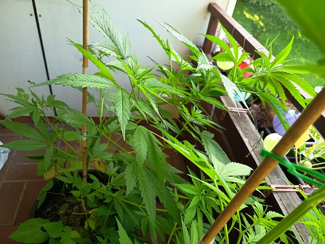 Growreport Bild 7