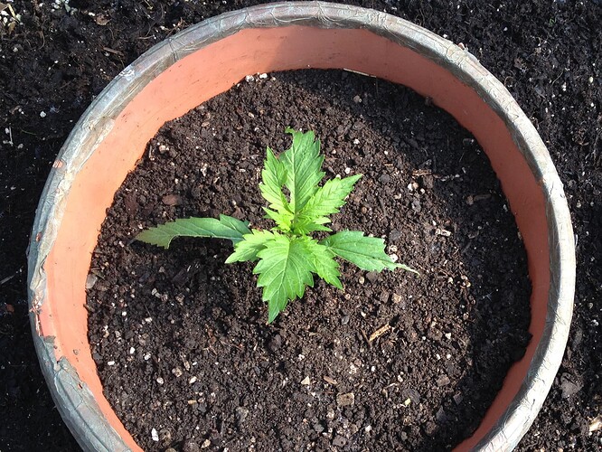 Growreport Bild 55