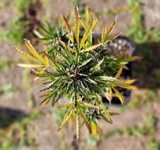 Growreport Bild 55