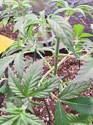 Growreport Bild 13