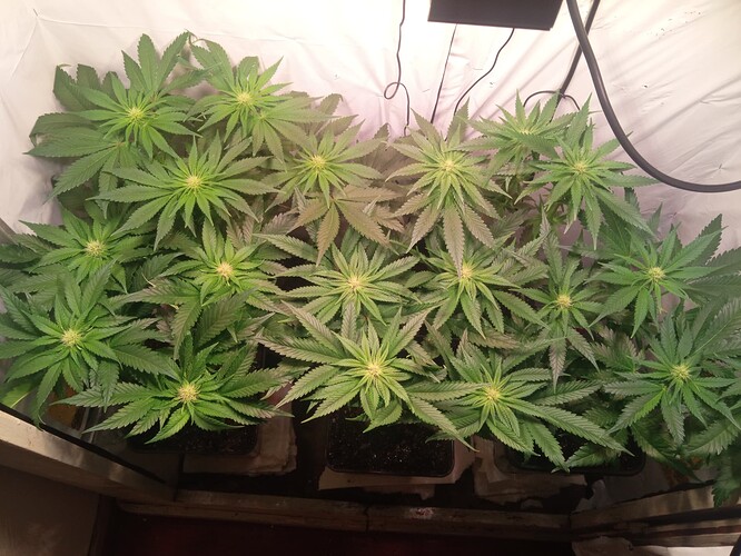 Growreport Bild 2