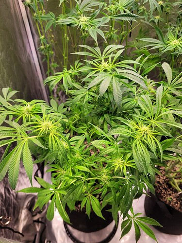 Growreport Bild 4