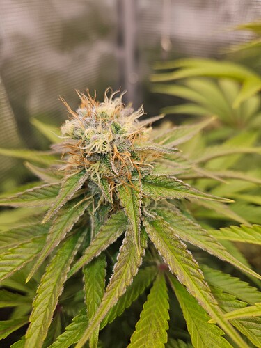 Growreport Bild 24