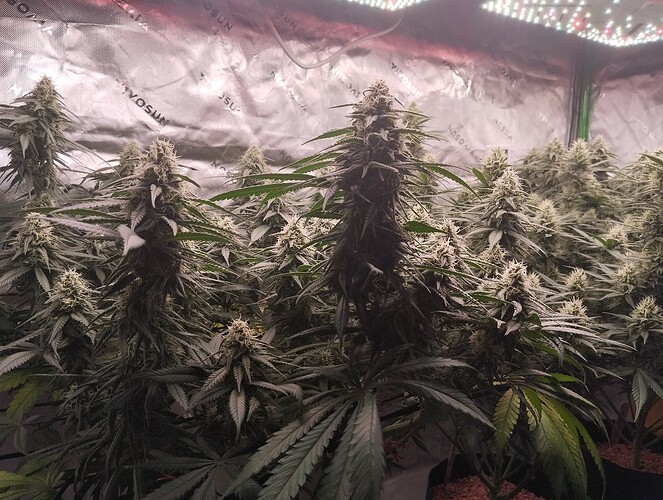 Growreport Bild 2