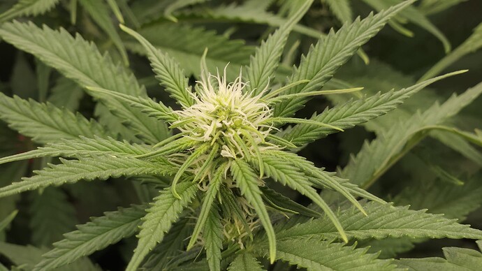 Growreport Bild 49