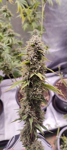 Growreport Bild 7