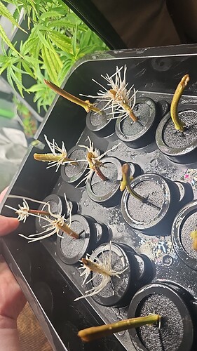 Growreport Bild 9