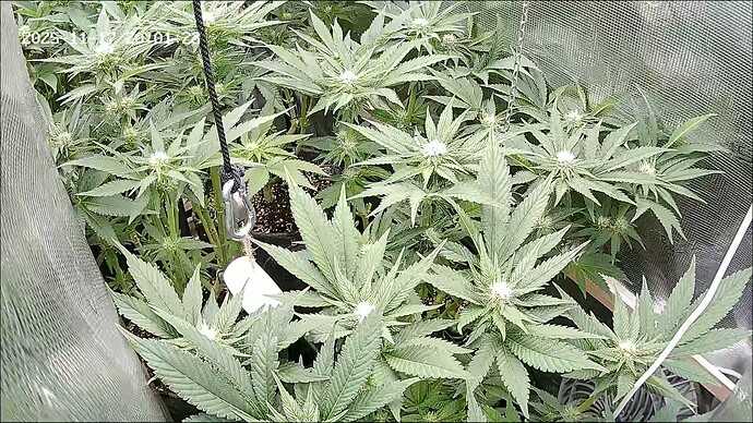 Growreport Bild 46