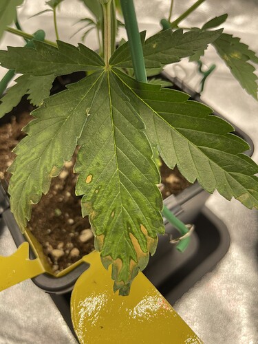 Growreport Bild 2