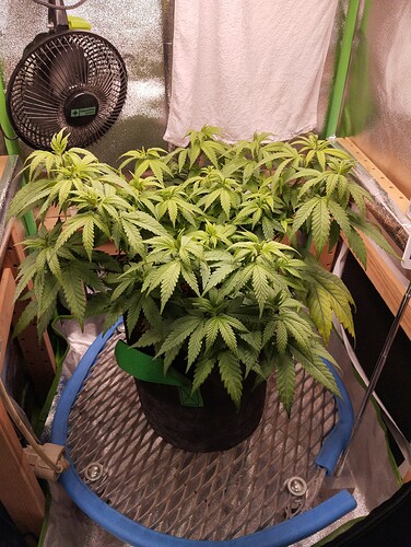 IMG_20241105_195838 - Kopie