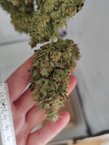 Growreport Bild 27