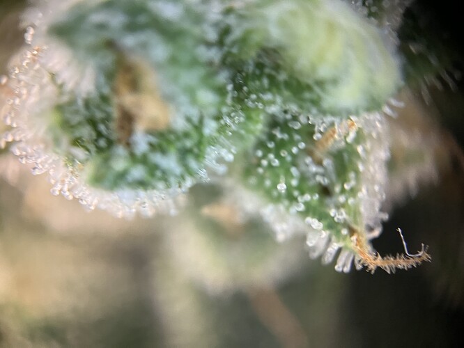 Growreport Bild 6