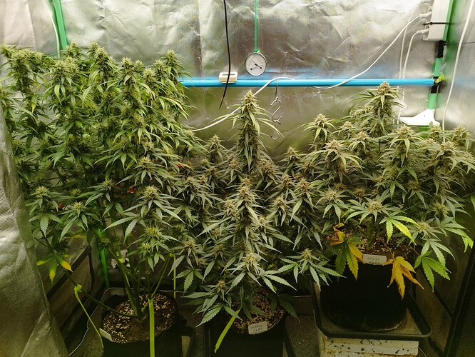 Growreport Bild 20